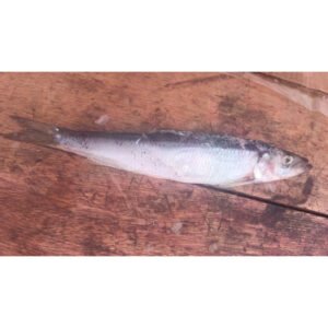 Sardine