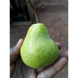 fruits 🍐 poure