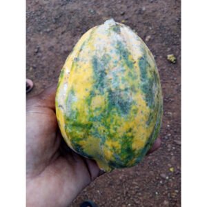 Papaye