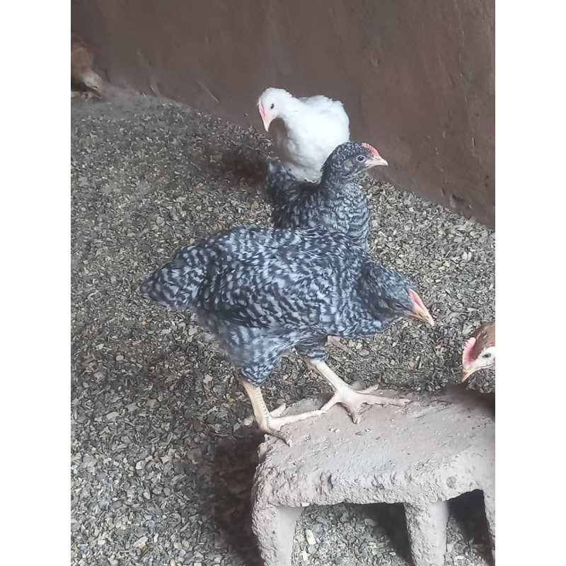 Poulet Goliath