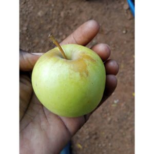 Pomme verte